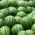 山东费县京欣'双星西瓜价格便宜