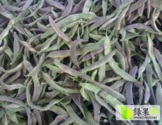 山东东昌府产地种植的紫花油豆现开始供应了