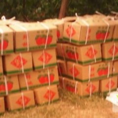 湖北枣阳中油5号油桃开园价在1.8-2.0元/斤