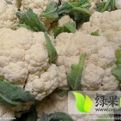 安徽砀山雪玉菜花处于上市黄金期