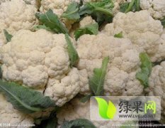 安徽砀山雪玉菜花处于上市黄金期