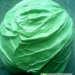 我地现有50余亩四月获甘蓝成熟待售