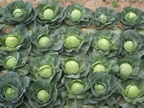 河北乐亭中甘21甘蓝 已经上市