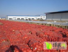 甘肃金川圆葱（卡木一）洋葱：双湾镇陈永明