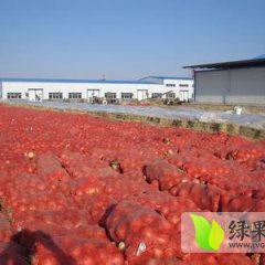 甘肃金川圆葱（卡木一）洋葱：双湾镇陈永明