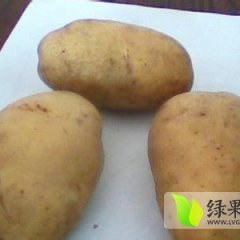 山东滕州地膜土豆：大坞镇