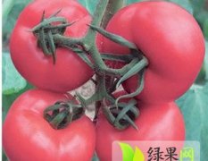 2----7月是费县西红柿大量上市的季节