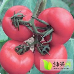 2----7月是费县西红柿大量上市的季节