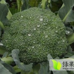 河南周口郸城西兰花已经大量上市