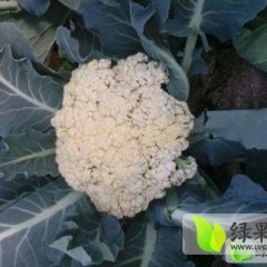 江苏海门有机花菜200余亩 品质优