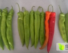大中小果尖椒 辣椒大量上市20-40公分多品种
