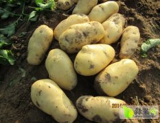湖北随州大量供应优质新土豆