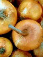 山东郯城黄皮.紫皮洋葱：红花镇乔计伟