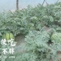 安徽太和8424西瓜价格来电商议