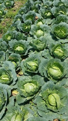 湖北旺旺甘蓝5-6月有货供应