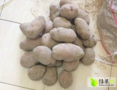 山东寿光冷库存储青署168土豆现大量供应