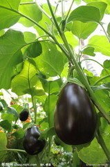 安徽砀山产地种植黑茄王茄子质量高
