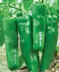 2014年安徽砀山301辣椒价格