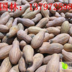 湖北嘉鱼潘家湾南瓜：潘家湾刘国林