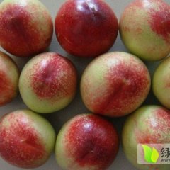 陕西大荔中油5号：范家镇宋永丰