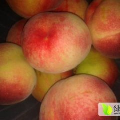 山东平邑地方天宝大红桃成熟期在六月中旬