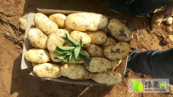 2017年山东肥城荷兰十五价格