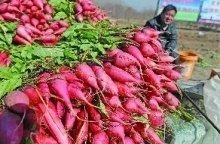 山东泗水红皮白萝卜上市 价格优惠