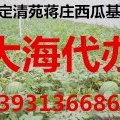 河北清苑京欣西瓜大量上市中。。。。。