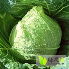 河北藁城中甘21甘蓝品种好 上市量大