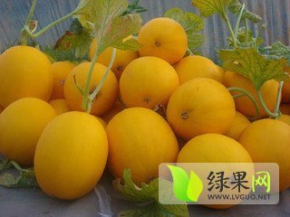 2014年山东莘县久红瑞价格