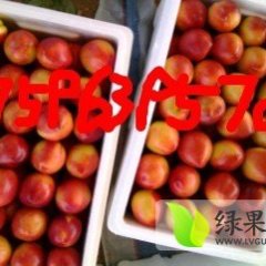 陕西大荔油桃批发 产地报价真实可信