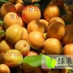 陕西金地果行产地批发金太阳杏