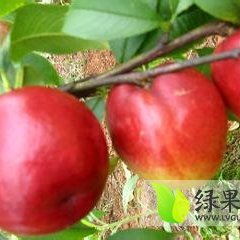 四川东坡红宝石油桃现价格在2-3元左右