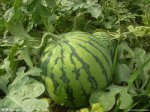 河南夏邑8424西瓜现已大量上市