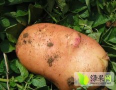云南建水县常年代收土豆（合作88红皮）