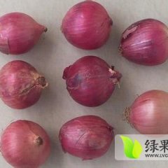 山东牡丹紫皮洋葱开始大量上市