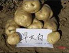 河南宛城早大白荷兰十五土豆现在价格稳定了