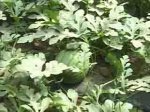 山东泗水京欣西瓜现有大量产品 价格平稳