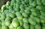 河南夏邑2014年头茬8424西瓜