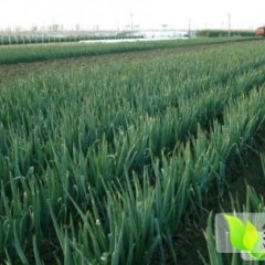 山东安丘铁杆大葱：市北区王文波