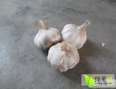 陕西大荔紫皮大蒜：朝邑镇高瑞