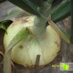 山东郯城圆葱（卡木一）洋葱：归昌乡杨硕