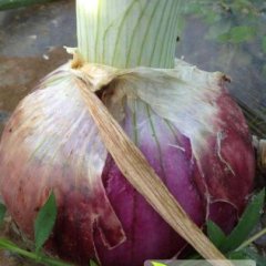 河南项城红皮洋葱种植基地大量供应