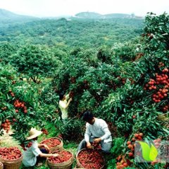 广东阳西荔枝-妃子笑：上洋镇李生