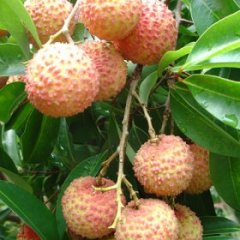 广东阳西上洋荔枝-桂味：上洋镇李生