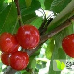 山东肥城红灯：边院镇杨建亮