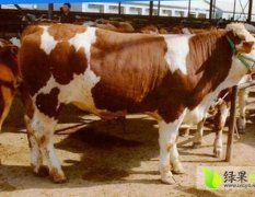山西荷斯坦奶牛：真檀村罗旺红