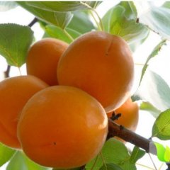 山东临沂费县凯特杏量大质优个头大耐储存运输价