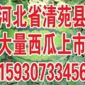 河北省清苑县 大量京欣 西瓜上市