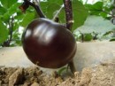 2014年河南博爱黑茄王价格